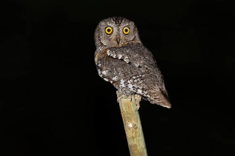 African scops owl (Otus senegalensis), Namibia, Africa