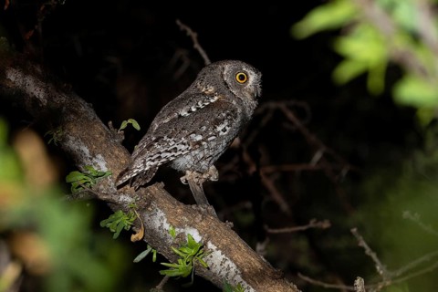 African scops owl (Otus senegalensis), Namibia, Africa