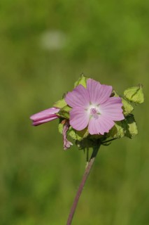 Mallow, musk mallow (Malva moschata), flower in a meadow, medicinal plant, aromatic plant,
