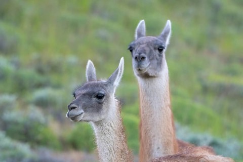 Guanaco (Llama guanicoe), Huanaco, adult, animal portrait, Torres del Paine National Park,