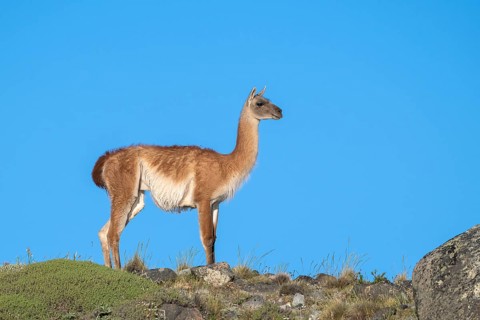 Guanaco (Llama guanicoe), Huanako, adult, in front of blue sky, Torres del Paine National Park,