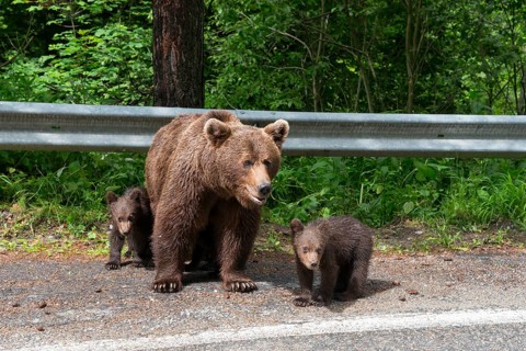 A female bear with two cubs standing next to a road in front of a forest, European brown bear