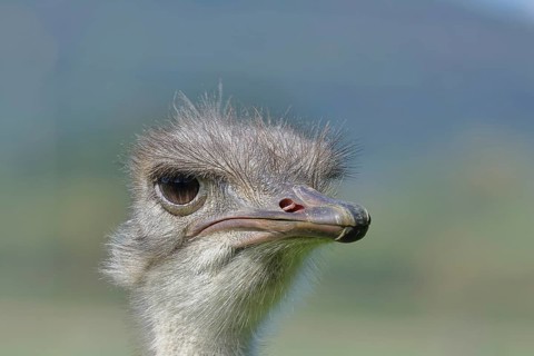 Common ostrich (Struthio camelus), animal portrait, captive, distribution Africa, Germany, Europe