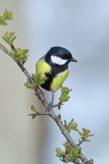 Great tit (Parus major) male sitting in a common hawthorn (Crataegus monogyna), North