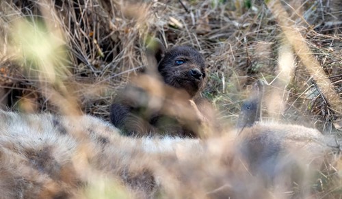 Spotted hyena (Crocuta crocuta), mother with young, lying in dry grass, Kruger National Park, South