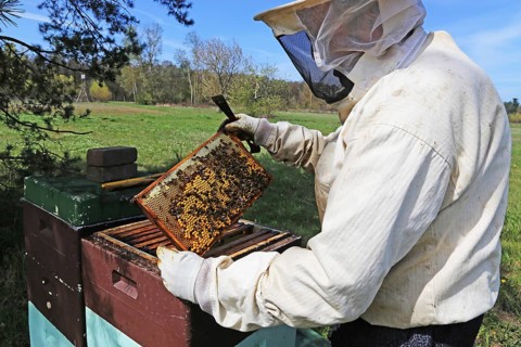 Beekeeper works on his hive