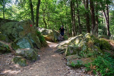 Mountain bikers on the road in the Palatinate Forest