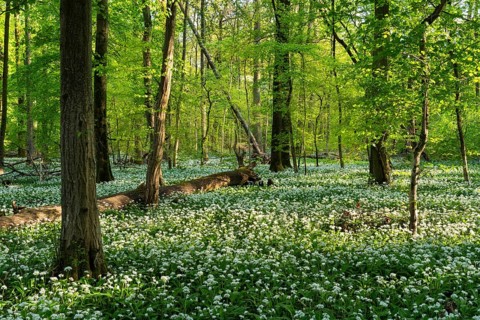 A sunny deciduous forest with white flowering ramson (Allium ursinum) in spring. Dead wood lies on