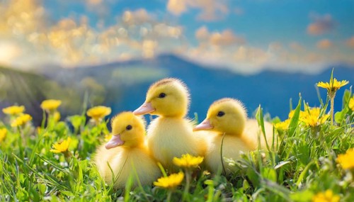 KI generated, animal, animals, bird, birds, biotope, habitat, one, single animal, foraging,