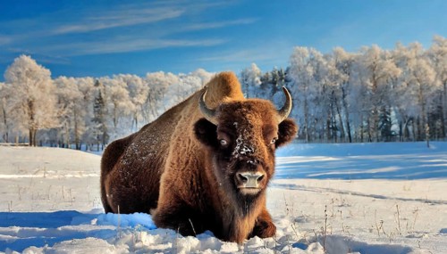 AI generated, animal, animals, mammal, mammals, biotope, habitat, a, single animal, foraging,