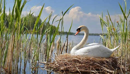 Ai generated, animal, animals, bird, birds, biotope, habitat, a, individual, water, reed, water