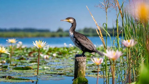 Ai generated, animal, animals, bird, birds, biotope, habitat, a, single animal, stands on pole,