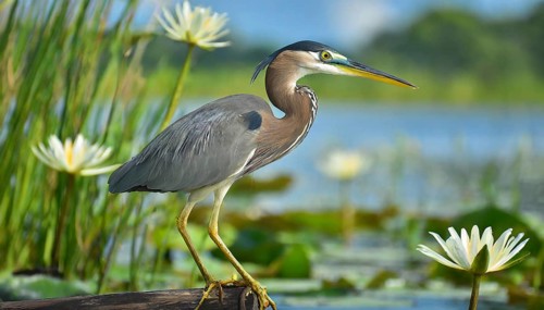 KI generated, animal, animals, bird, birds, biotope, habitat, one, individual, water, reed, winter,