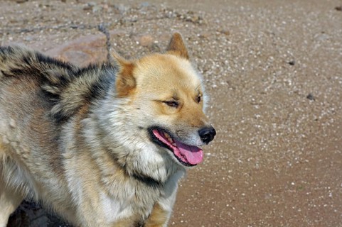 Sled dog in rugged mountain landscape, Sisimuit, Greenland, Denmark, North America