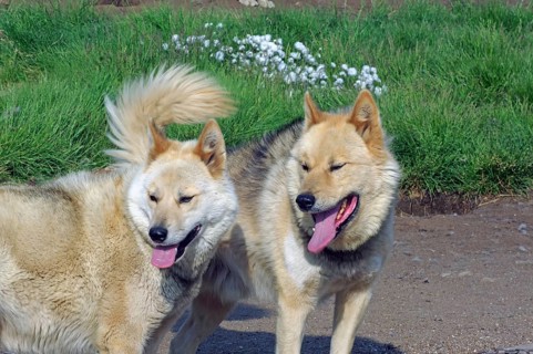 Sled dogs in front of a meadow, Sisimuit, Greenland, Denmark, North America