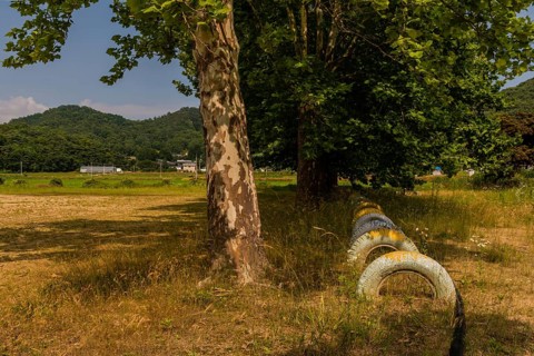 Row of painted tires planted in ground under shade trees in field of tall grass in South Korea