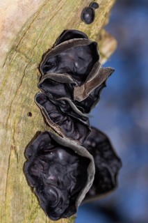 Judas ear several ear-shaped dark brown fruiting bodies on top of each other on a tree trunk