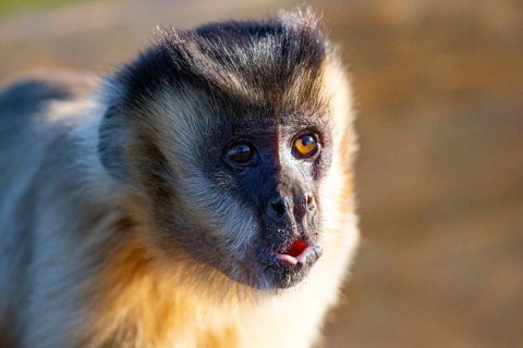 Crested capuchin (Cebus apella) Pantanal Brazil