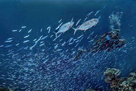 Diver and jackfish, (Scomberoides commersonnianus), in a school of fish, Wakatobi Dive Resort,