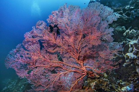 Knotted fan coral (Melithaea ochracea), Wakatobi Dive Resort, Sulawesi, Indonesia, Asia