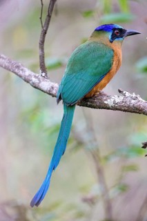 Blue-crowned motmot (Momotus momota) Pantanal Brazil
