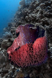 Barrel sponge (Xestospongia testudinaria), Wakatobi Dive Resort, Sulawesi, Indonesia, Asia