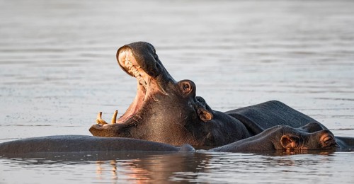 Hippopotamus (Hippopatamus amphibius) yawning, in the water at sunset, adult, showing teeth with