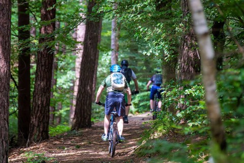 Group of mountain bikers in the Palatinate Forest