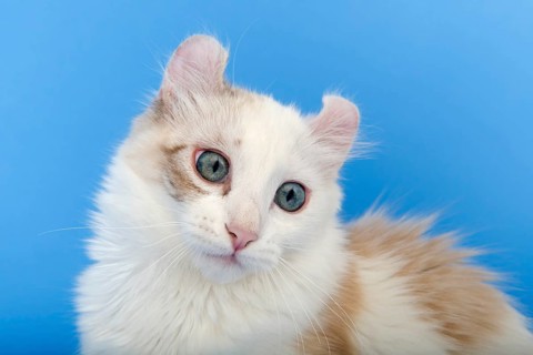 American-Curl kitten, age 17 weeks, colour seal torbie point with white, animal portrait, studio