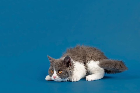 Pedigree cat Selkirk Rex. Kitten, age 10 weeks, colour blue white, studio picture