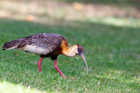 White-necked Ibis (Theristicus caudatus hyperorius) Pantanal Brazil