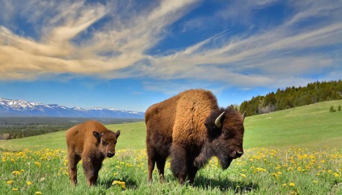 AI generated, animal, animals, mammal, mammals, biotope, habitat, two, bison with calf, spring,