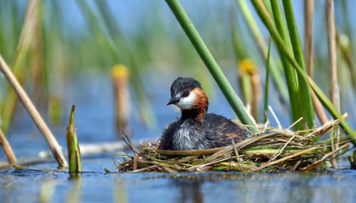 Ai generated, animal, animals, bird, birds, biotope, habitat, a, individual, swims, waters, reeds,