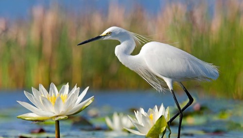 Ai generated, animal, animals, bird, birds, biotope, habitat, a, individual, swims, waters, reeds,