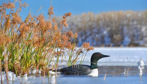 Ai generated, animal, animals, bird, birds, biotope, habitat, a, individual, swims, waters, reeds,