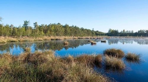 Moorland landscape, renaturalised, peat-covered moorland, Grosses Moor nature reserve, Lower