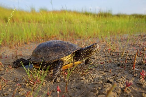 European pond turtle (Emys orbicularis), Danube Delta Biosphere Reserve, Romania, Europe