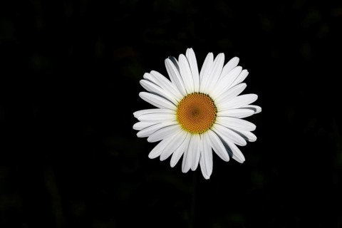Low-nutrient meadow daisy Low-nutrient meadow daisy (Chrysanthemum leucanthemum), flower against a