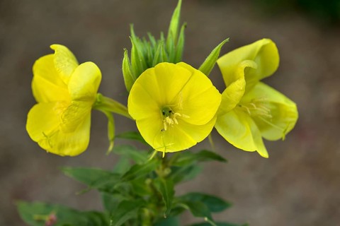 Flowering evening primrose (Oenothera biennis), Bavaria, Germany, Europe