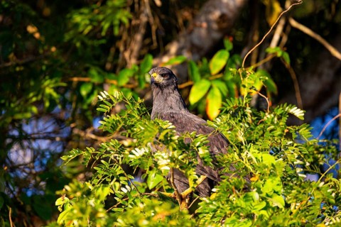 Black buzzard (Buteogallus urubutinga) Pantanal Brazil