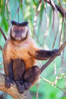 Crested capuchin (Cebus apella) Pantanal Brazil