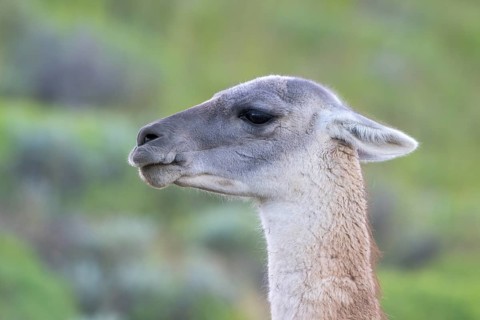Guanaco (Llama guanicoe), Huanaco, adult, animal portrait, Torres del Paine National Park,