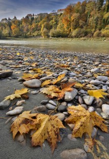 Yellow maple leaves lie on grey stones on the banks of a river in autumn, in the background a