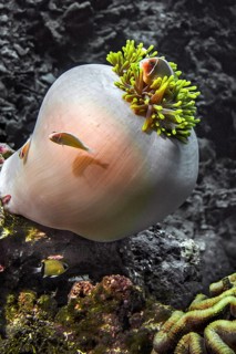 Pink anemonefish (Amphiprion perideraion), in magnificent sea anemone (Heteractis magnifica),