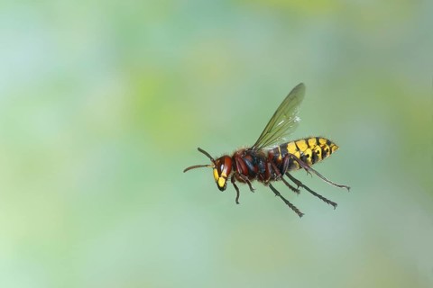 European hornet (Vespa crabro), worker in flight, flight photo, high-speed photo, North