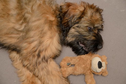 Briard, young, 4 months old, Teddy
