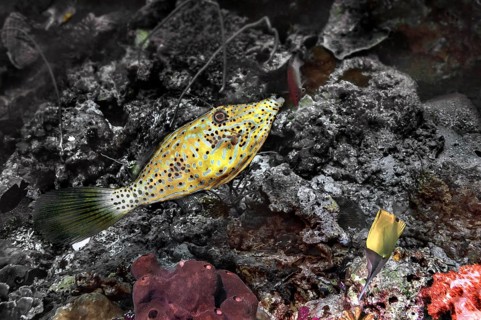 Filefish (Monacanthidae), Wakatobi Dive Resort, Sulawesi, Indonesia, Asia