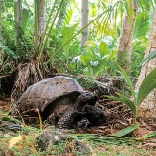 Seychelles, Fauna, Giant tortoise, Tortoises (Testudinidae), Africa
