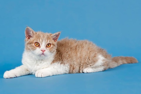 Pedigree cat Selkirk Rex, kitten, age 10 weeks, colour fawn tortie white, lying, studio photo