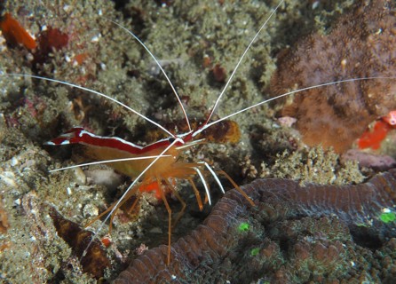 Pacific cleaner shrimp (Lysmata amboinensis), Sodwana Bay National Park dive site, Maputaland